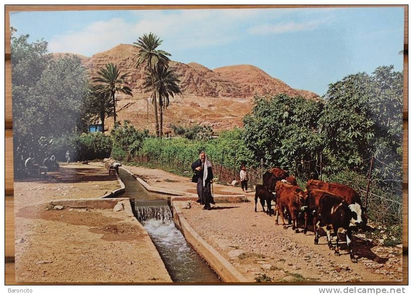 PALESTINA - GERICO. Cartolina Nuova Raffigurante La Fontana Di Geremia. - Palästina