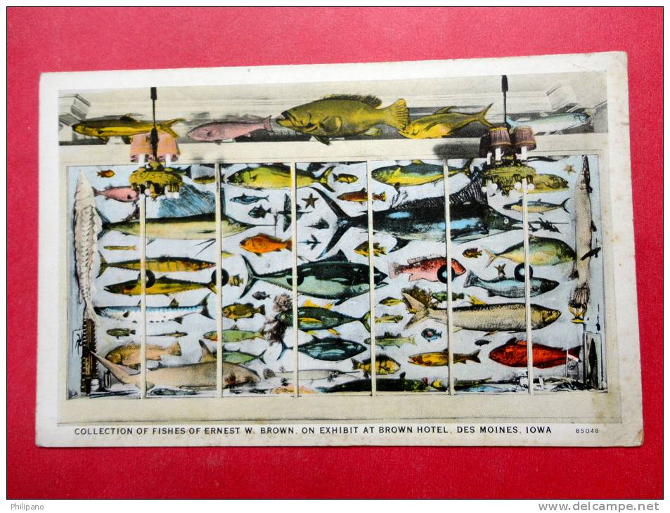 Ernest W. Brown Collection Of Fish On Display  At Brown Hotel - Iowa > Des Moines  = = = ==    Ref 615 - Des Moines