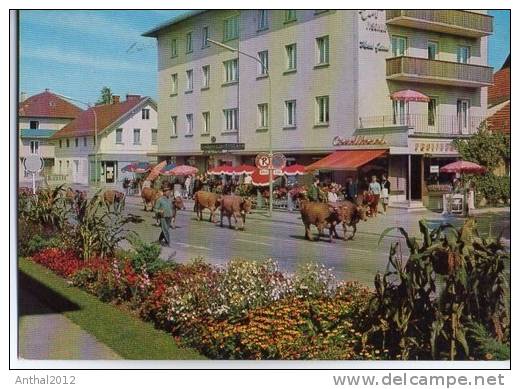 Almabtrieb Bad Wörishofen Cafe Conditorei Fischer 12.8.1969 - Bad Wörishofen