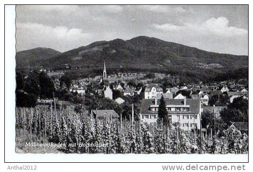 Müllheim Baden Hochblauen Wohnhäuser Weinberge Reben Sw 60er - Müllheim