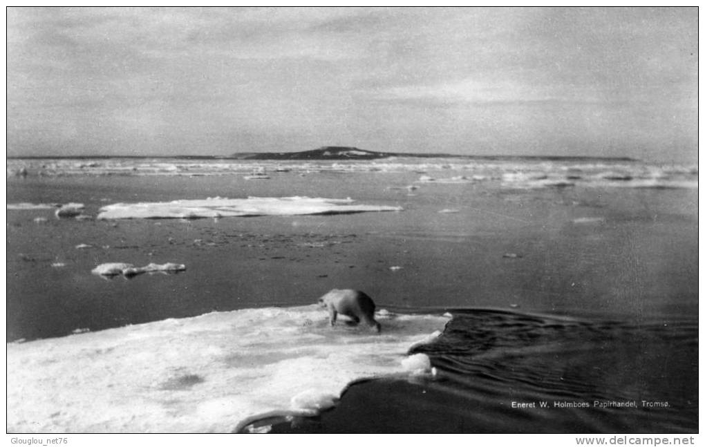 CARTE PHOTO  OCEAN GLACIAL ARCTIQUE..OURS POLAIRE - TAAF : Terres Australes Antarctiques Françaises