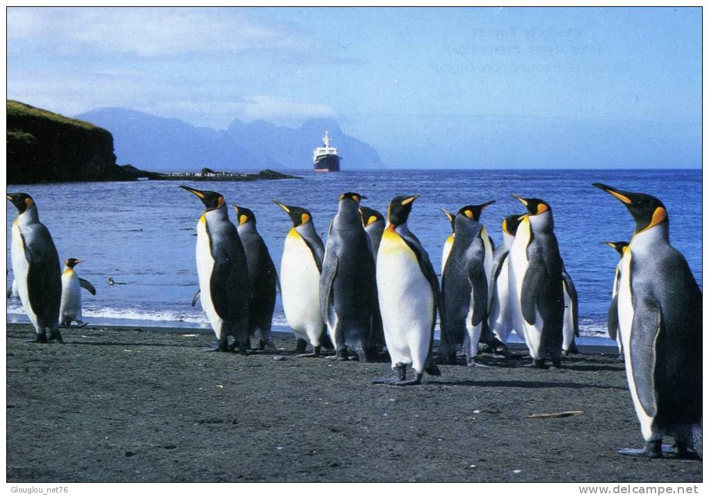 TAAF..ILE DE LA POSSESSION CROZET...MANCHOTS ROYAUX....CPM - TAAF : Terres Australes Antarctiques Françaises