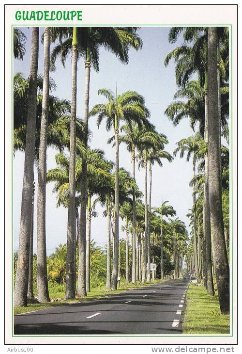 Guadeloupe- Capesterre, Allée Dumanoir, Palmiers Royaux  - - Autres & Non Classés