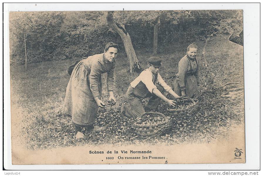 G G M 600 -C P A -SCENES DE LA VIE NORMANDE -LE CIDRE POMMES- ON RAMASSE LES POMMES - Autres & Non Classés