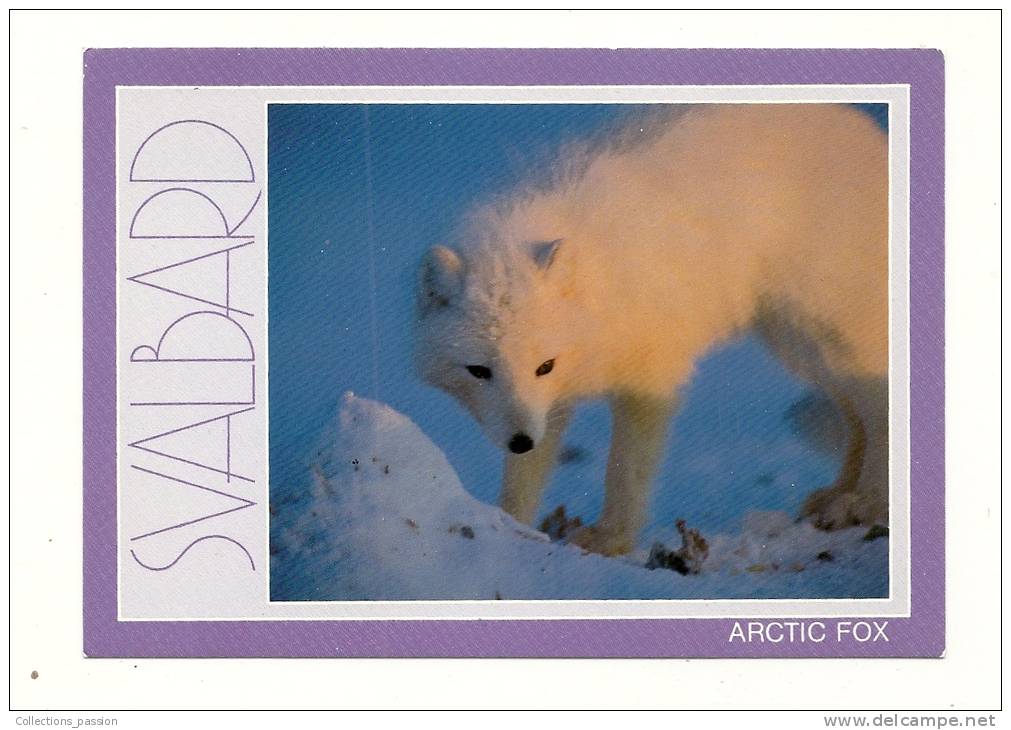 Cp, Animaux, Renard, Artic Fox - Other & Unclassified