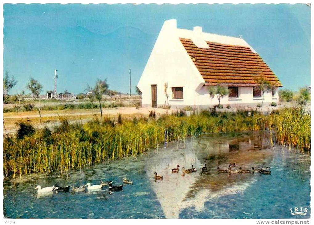 : Réf : G-12-2184  : Camargue - Saintes Maries De La Mer