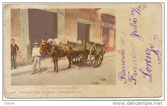 Un Mulo De La Habana La Havane Mulet No 5394 Attelage  Private Mailing Card 1902 - Cuba