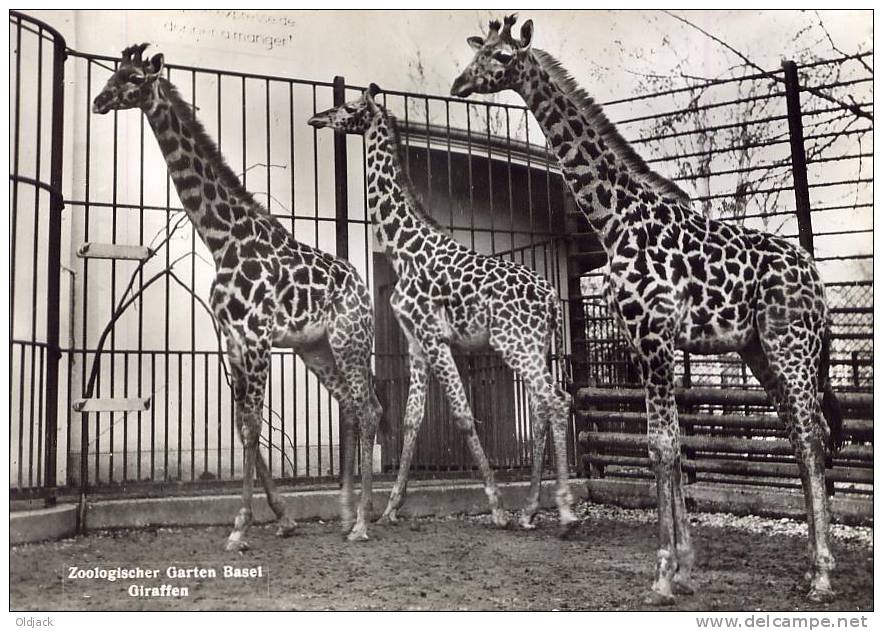 Zoologischer Garten Basel Giraffen - Giraffen