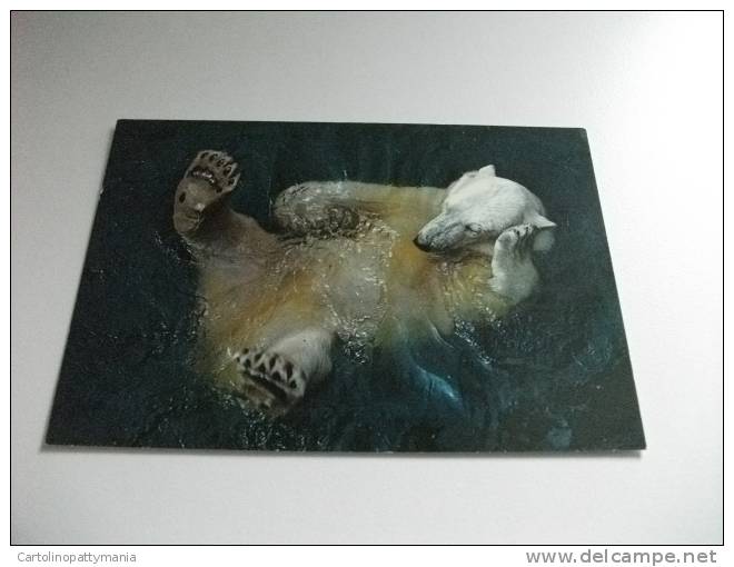 Orso Polar Bear Isbjorn Norway Norvegia - Ours