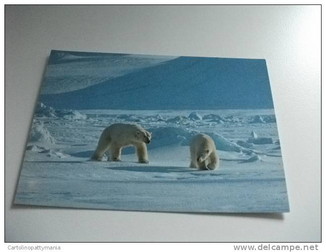 Orso Coppia Polar Bear Svalbard Isbjornpar  Norway Norvegia - Osos