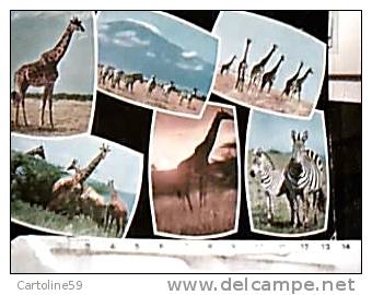 GIRAFFA  GIRAFFE E ZEBRE IN KENYA   V1982  IT  DW3808 - Girafes
