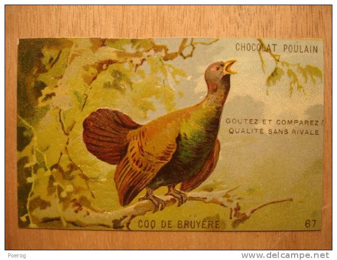 CHROMO CARTE CHOCOLOAT POULAIN - COQ DE BRUYERE N°67 - Relief Et Dorures Oiseau Bird - 10X6 - TBE - Poulain