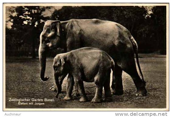 Elephant, Elefant Mit Jungem - Zoologischer Garten Basel - Elefanti