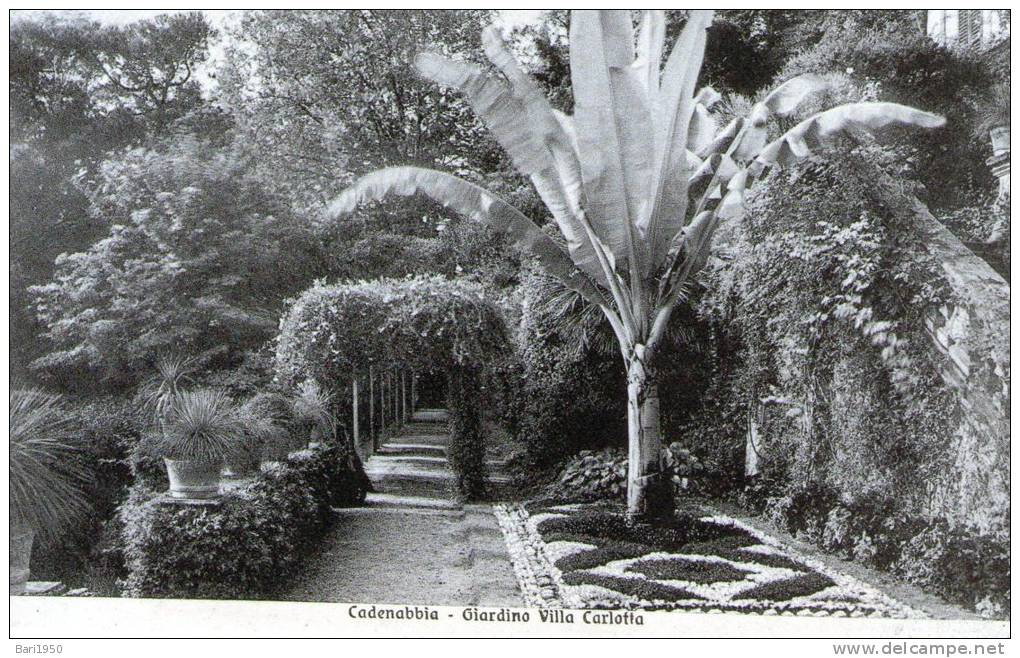 Cartolina D'epoca - Cadenabbia - Giardino Villa Carlotta " - Como