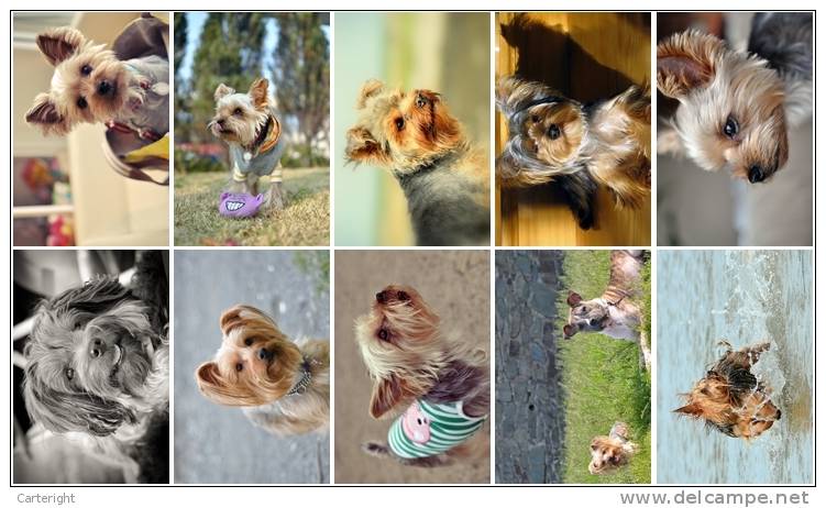 3650 Dog 37 Yorkshire Terrier 3 Postkarte Carte Postale Group 10 Diff - Dogs