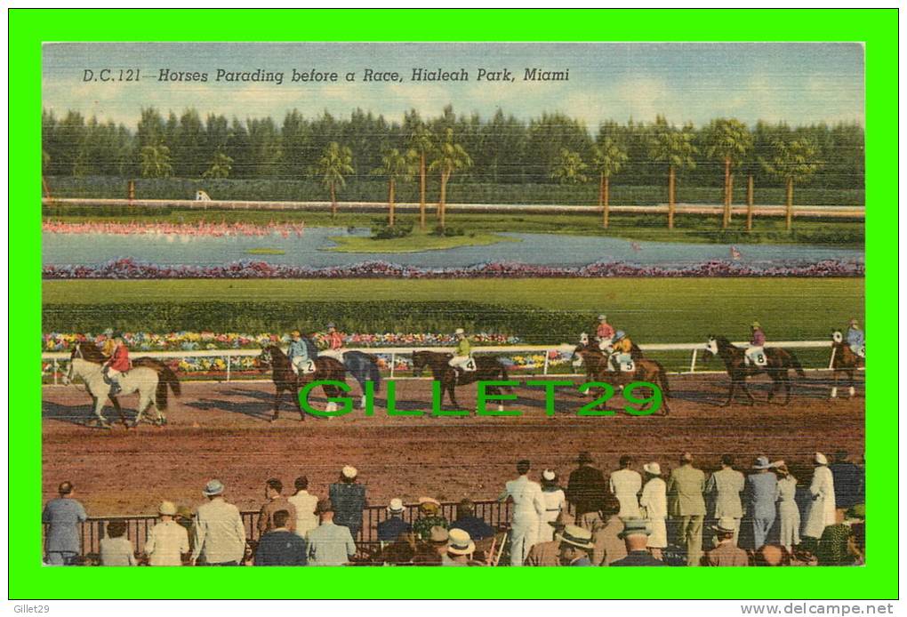 MIAMI, FL - HIALEAH RACE TRACK - HORSES PARADING BEFORE A RACE - GULF STREAM CARD - - Miami