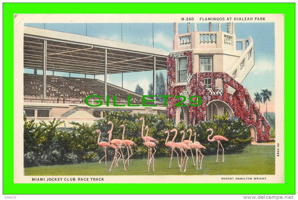 MIAMI, FL - MIAMI JOCKEY CLUB RACE TRACK - FLAMINGOS AT HIALAH PARK - PHOTO, HAMILTON WRIGHT - THOMAS R. WEST - - Miami