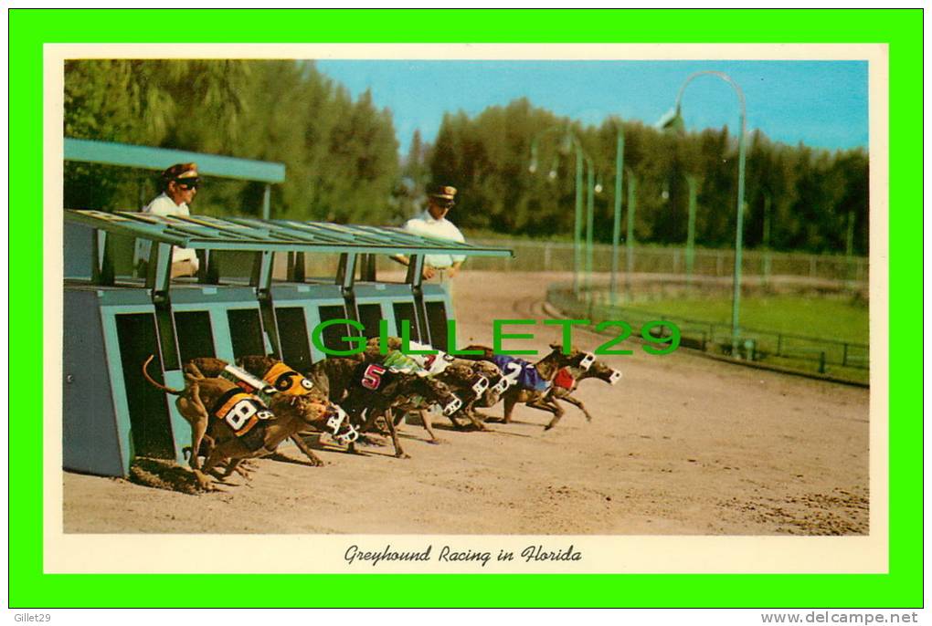 MIAMI, FL - GREYHOUND RACING - FLORIDA STATE SERIES - - Miami