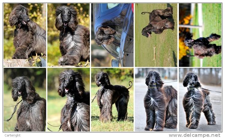 3650 Dog 55 Afghan Hound 2  Postkarte Carte Postale Group 10 Diff - Dogs