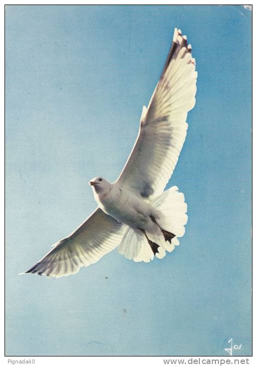 Cp , OISEAUX , Goéland Argenté , Oiseaux De Bretagne - Pájaros