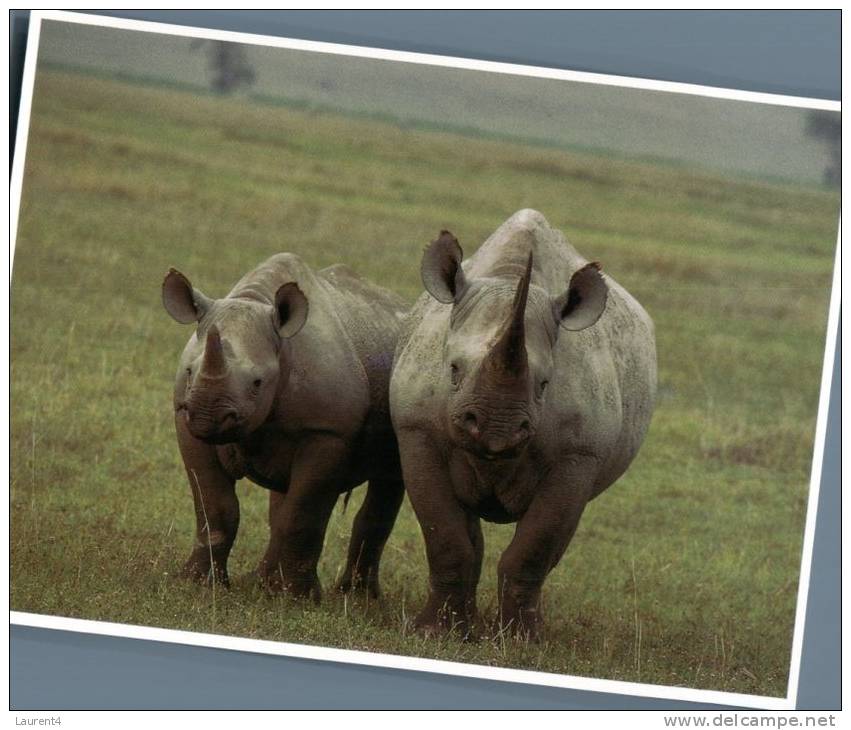 (800) Rhinoceros - Neushoorn