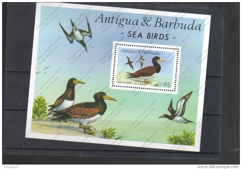 ANTIGUA BABUDA Nº HB 126 - Albatrosse & Sturmvögel