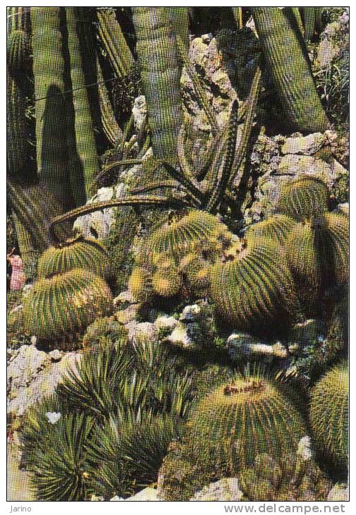 Monaco, Le Jardin Exotique, Echinocactus Grusonii, Cactée Globuleuse Du Mexique,..... Circulé Oui - Giardino Esotico