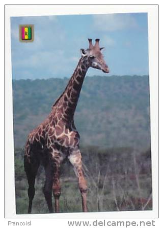 Parc Akagera. Girafe. Foto : J. Casas - Giraffe