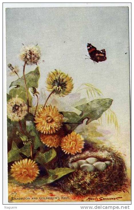 FLEURS  DANDELION AND GOLDFINCH S  NEST  PAPILLON ILLUSTRATION   MAUDE SCRIVENER - Tuck, Raphael