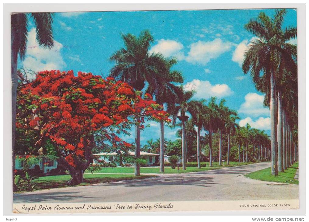 ROYAL PALM AVENUE AND POINCIANA TREE IN SUNNY FLORIDA - AL - Tampa