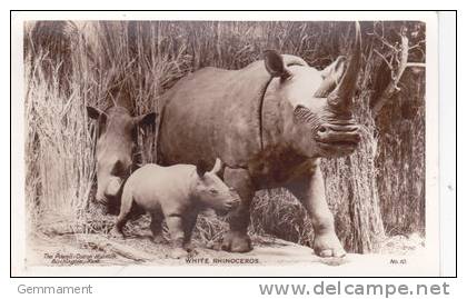 WHITE RHINOCEROUS.  TAXIDERMY - Other & Unclassified