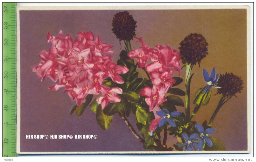 „Blumen, Photochromie-Offset, Serie 701 Nr.2043“ Um 1950/1960 Ungebrauchte Karte - Sonstige & Ohne Zuordnung
