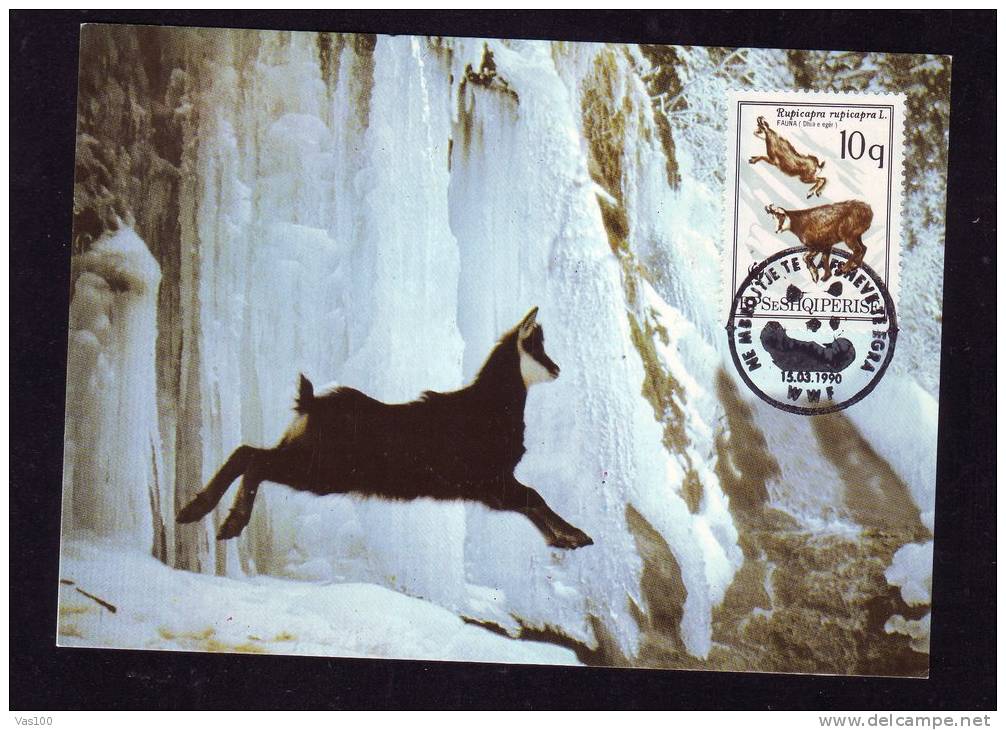 Albania.Chamois 1990 WWF CM Maxicard,carte Maximum. - Gibier