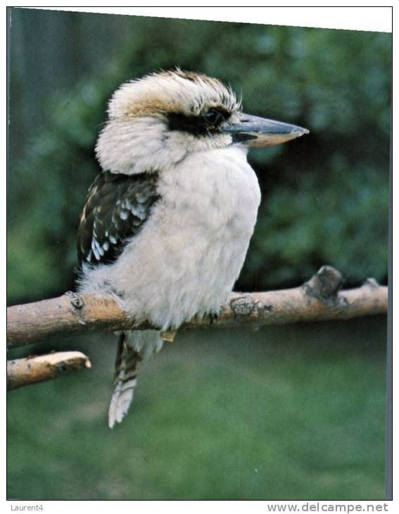 (300) Birds - Oiseaux - Kookaburra - Oiseaux