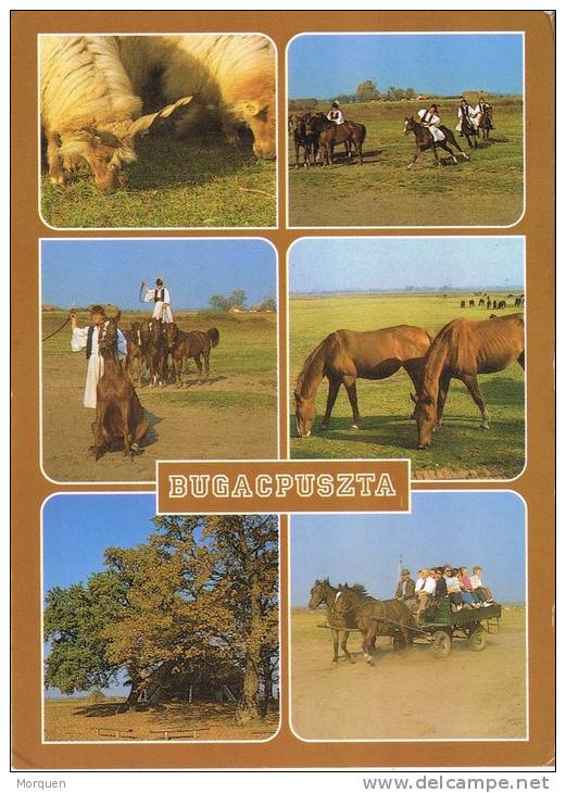 Postal BUGAC PUSZTA (Hungria) 2006. Caballos, Horses - Brieven En Documenten