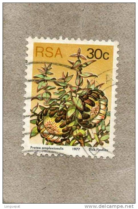 AFRIQUE Du SUD : Fleurs : Protea Amplexicaulis Ou Sugarbushe - Used Stamps