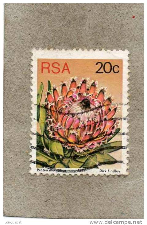 AFRIQUE Du SUD : Fleurs : Protea Magnifica Ou Reine Protea- Famille Des Proteaceae - Usati