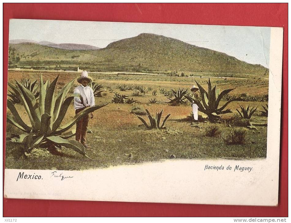 Q0297 Mexico Hacienda De Maguey, Agaves, ANIME. Pioneer. Non Circulé. - Mexique