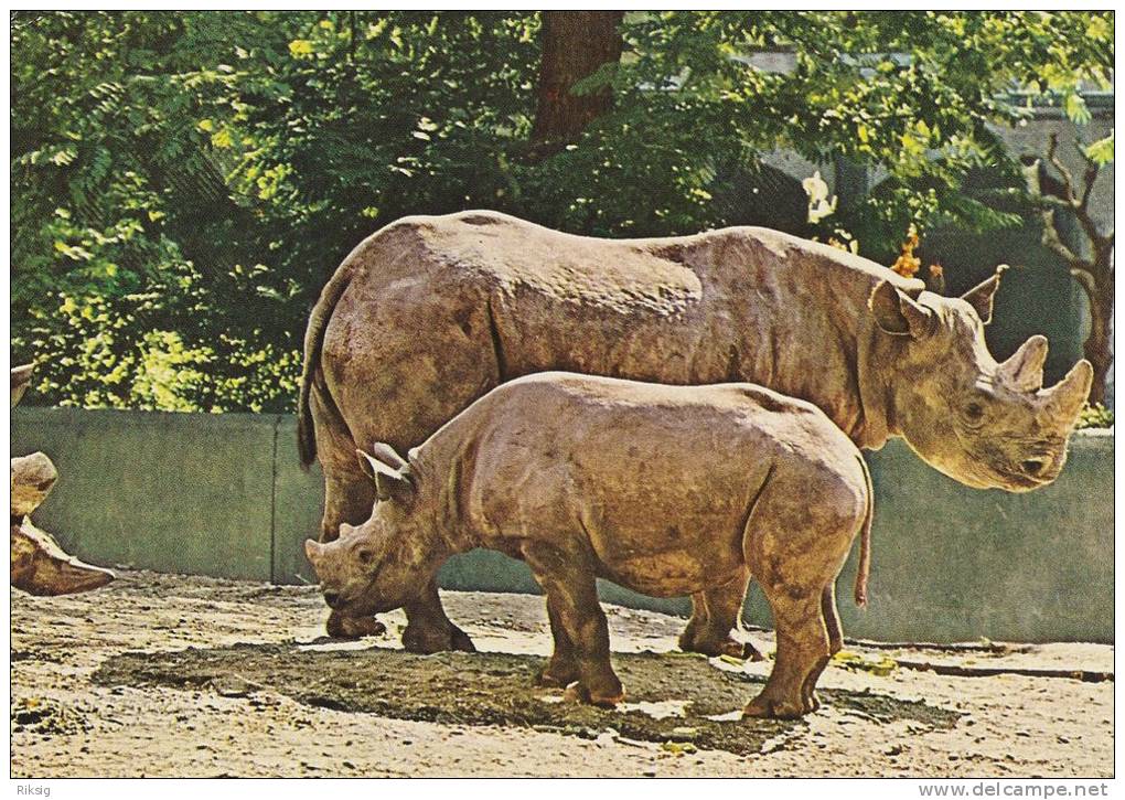 Black Rhinoceros - Nashorn - Rhinocèros Africain - Rinoceronte.  B-2440 - Rhinoceros