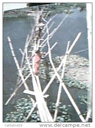 BANGLADESH BAMBOO BRIDGW PONTE DI CANNE DI BAMBU  N1990  DX4263 - Bangladesh