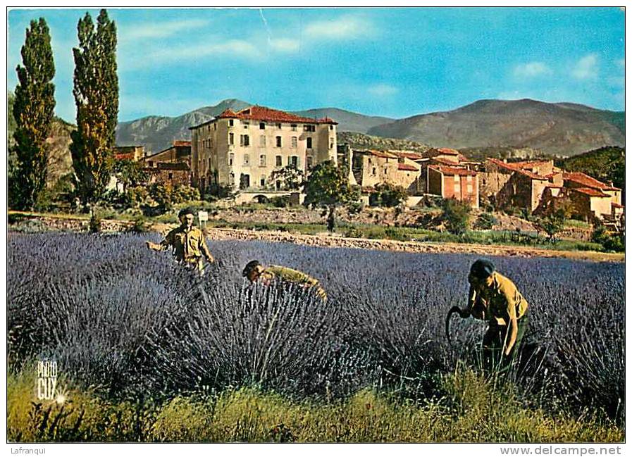 Alpes De Haute Provence  -gd  Format -ref H196-ceuillette De La Lavande Pres Du Village De La Palud Sur Verdon - - Autres & Non Classés