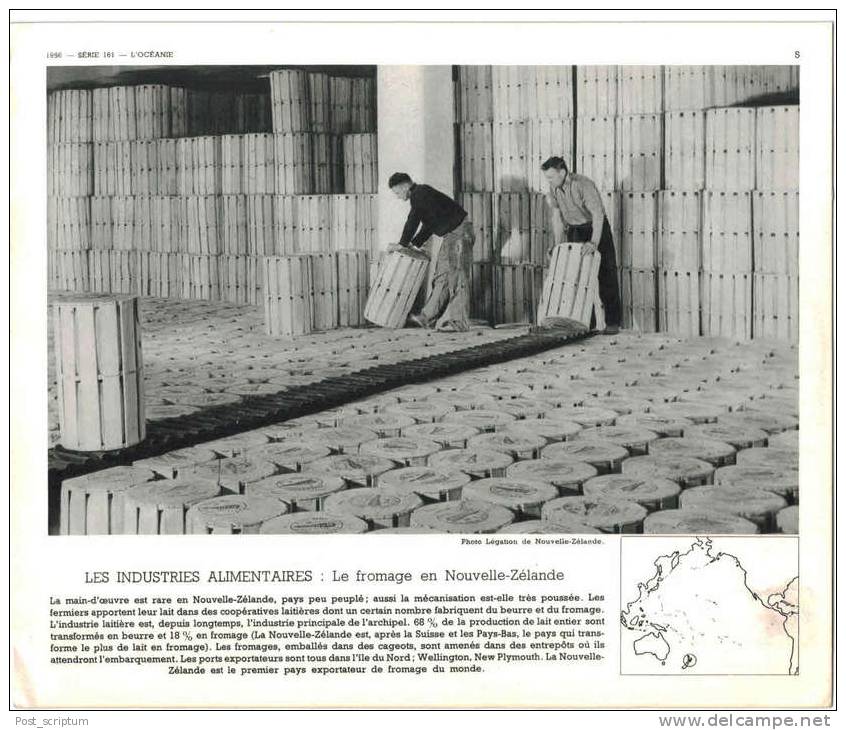 Document Photo (REPRODUCTION)  - Océanie - Le Fromage En Nouvelle Zélande - Other & Unclassified