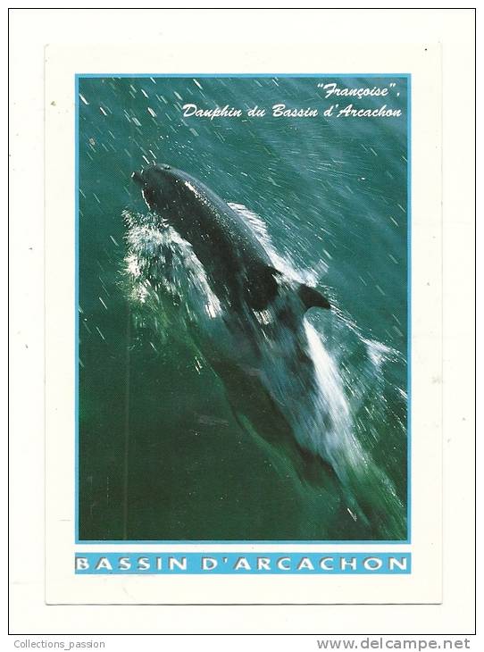 Cp, Animaux, "Françoise" - Dauphin Du Bassin D´Arcachon, écrite 2001 - Dauphins