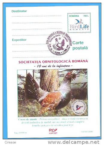 Blackcock, Birds, Bird Romania Postal Stationery Postcard 2000 - Cuco, Cuclillos