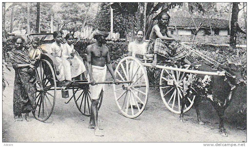 Ceylon COLOMBO, Rickshaw And Bullock Hackery, Nicht Gelaufen Um 1900, Gute Erhaltung - Sri Lanka (Ceylon)