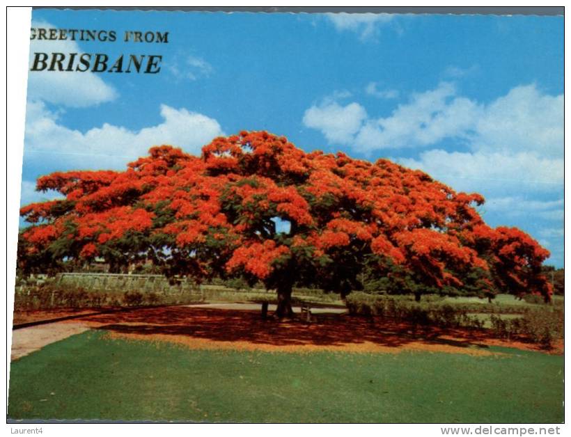 (010) Queensland - Brisbane Poincianna Tree - Brisbane