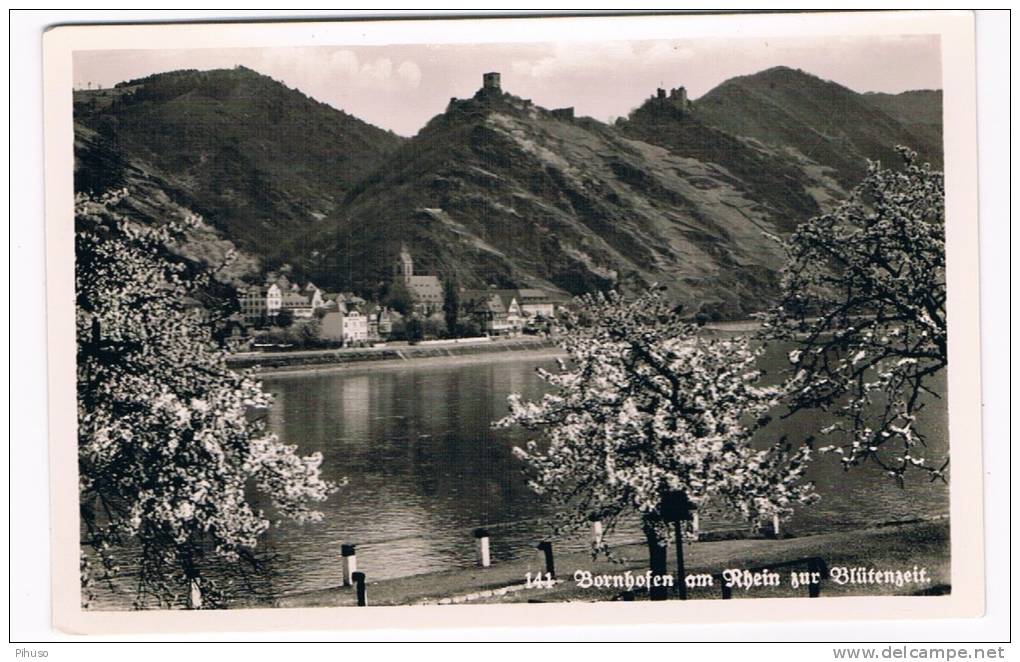 D3009   BORNHOFEN Am RGEIN : Zur Blutenzeit - Braubach