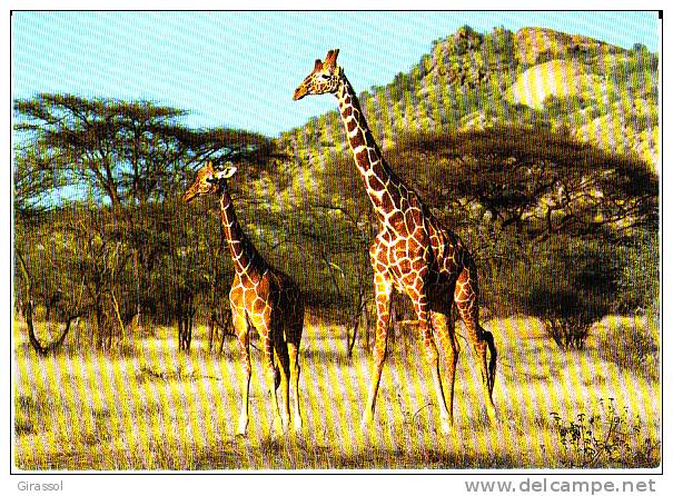 CPSM GIRAFES WWF KENYA ? Photo Myers - Girafes