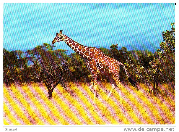 CPSM GIRAFE WWF KENYA ? Photo Millet - Girafes