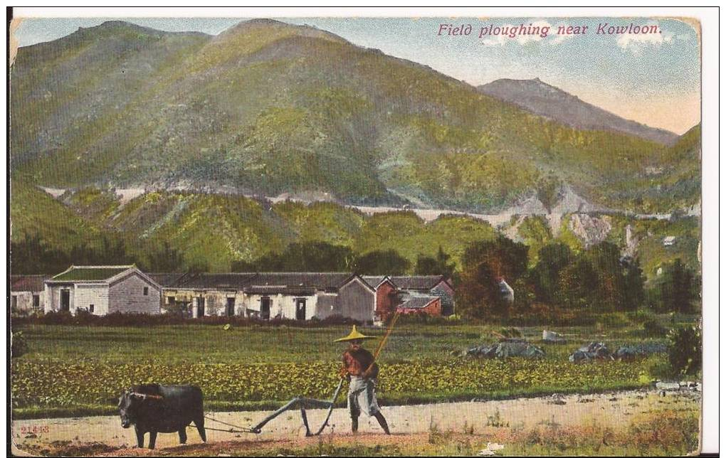 CHINE - HONG KONG - FIELD PLOUGHING NEAR KOWLOON - TTB - China (Hong Kong)